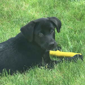 Meet your Posher, Ella